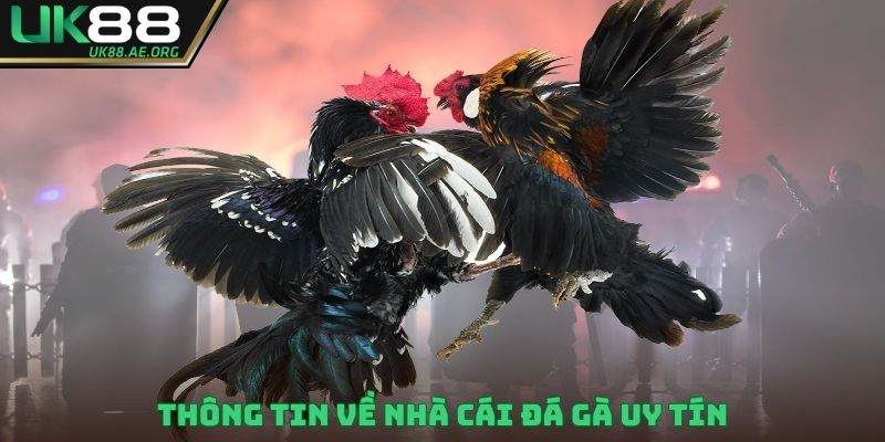 Thông tin về nhà cái đá gà uy tín