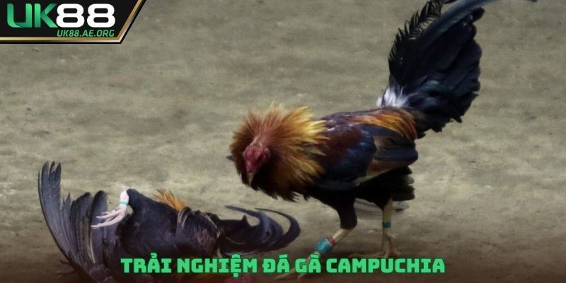 Trải nghiệm đá gà Campuchia